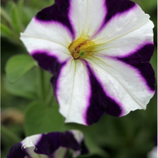 Petunia Violet White